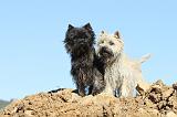 CAIRN TERRIER 319